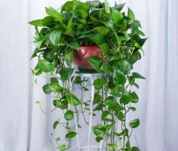 朋友看到我養綠蘿，讓我趕緊扔掉，理由是“一棵綠蘿藏七個鬼”