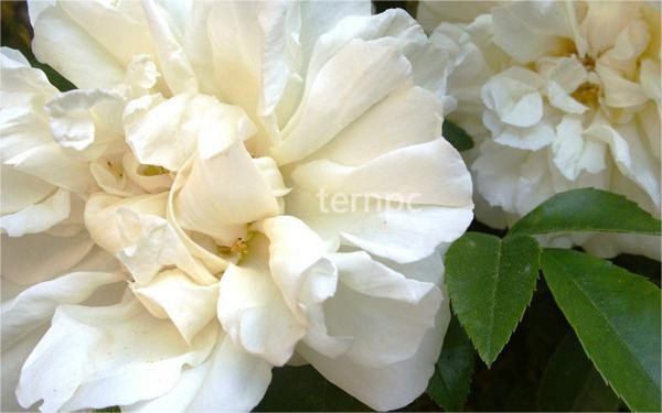 飄香四溢-----木香花