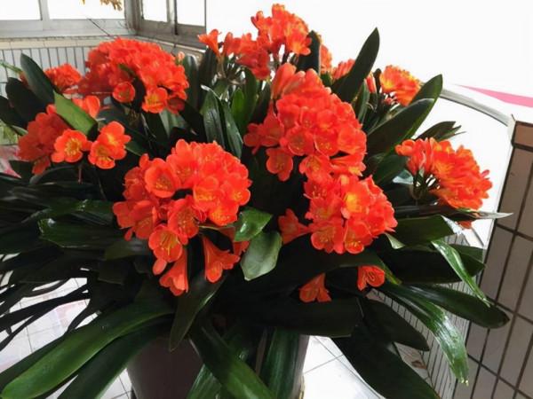 七種“富貴花”，適合冬天養，寓意吉祥又大氣，關鍵還喜慶