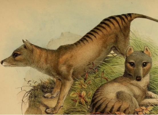 消失85年後，澳大利亞公開一段袋狼影片，它們不是滅絕了嗎？