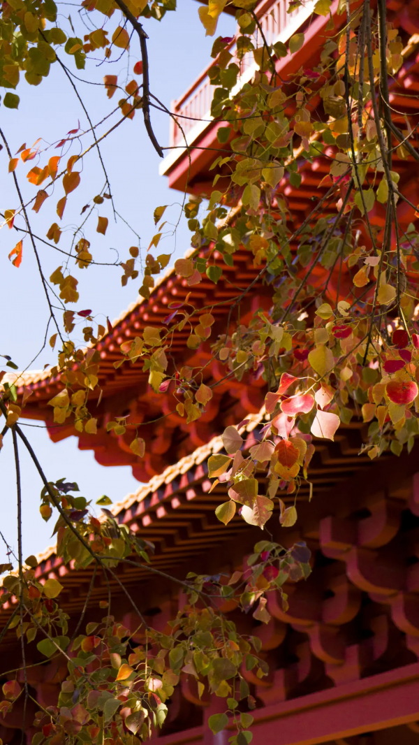 元旦帶上家人跟鐘山這位新晉“網紅”合個影吧！