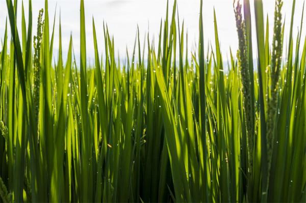 喜洲古鎮，許你一個綠野仙蹤的童話夢境