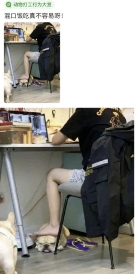 小象偷甘蔗被抓,試圖躲在電線杆後面,好萌 小象偷甘蔗被抓,試圖躲在電線杆後面,好萌