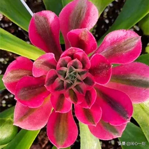 分享——不一樣的多肉