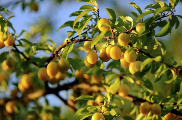 盤點被美國禁止的16種食物，原來這些美食被禁的原因是這個