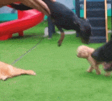 這6種狗堪稱“狗界慫包”，中看不中用，遇到危險馬上溜