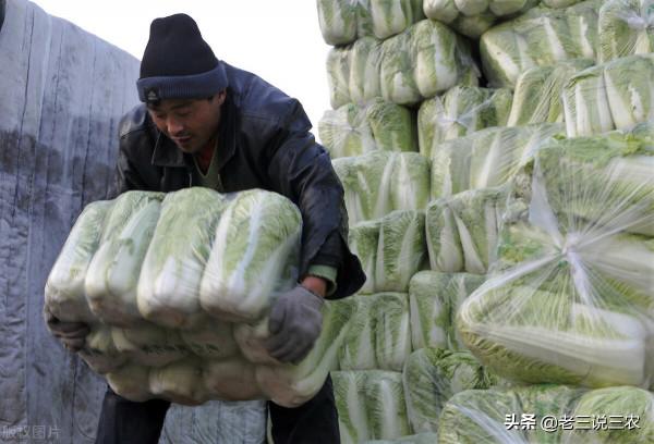 只要一把麥麩，解決白菜病蟲害問題！簡單3點，結球緊實，品質好