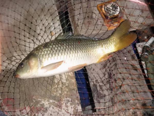 學會找魚道,野釣時的漁獲,至少能翻一倍 學會找魚道,野釣時的漁獲,至少能翻一倍