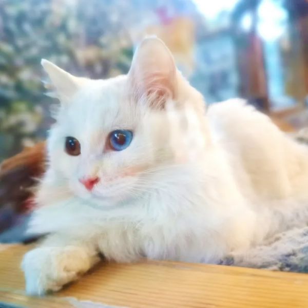 貓別墅還能這麼玩兒？