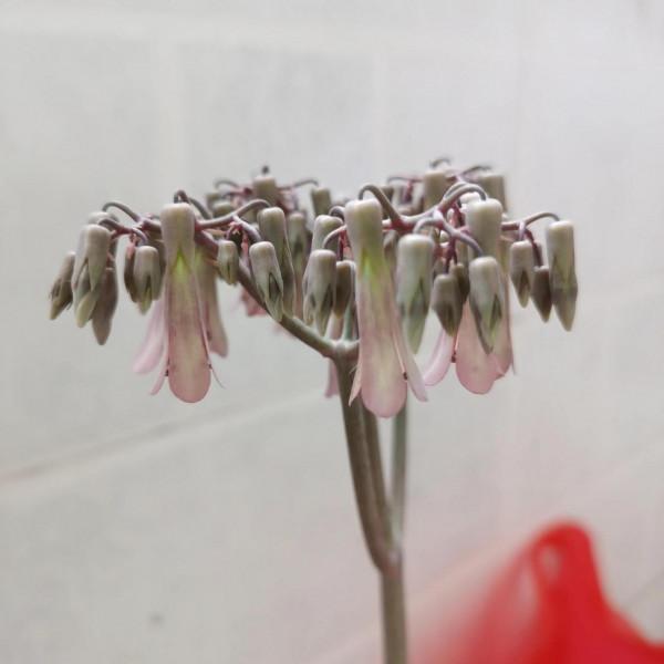 看出是什麼花？我佩服你是大神