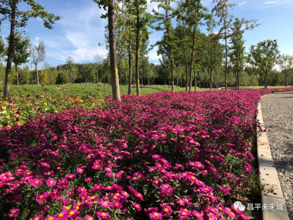 首次曝光！溫榆河公園昌平一期探秘，實在太美了