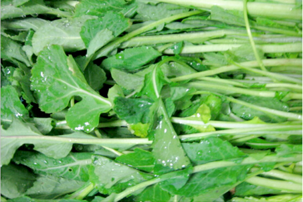 苔菜的種植方法和時間:選好對路品種,加強水肥管理 苔菜的種植方法和時間:選好對路品種,加強水肥管理