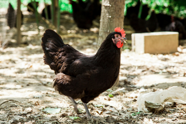 12種好吃的土雞品種，可真比“肉雞”香多了，看看有你家鄉的沒？