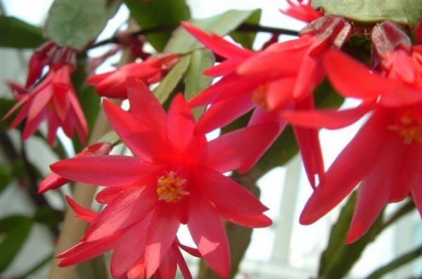 新年養&OpenCurlyDoubleQuote;3種花&rdquo;，耐寒好養漂亮，顏色豐富，熱鬧&OpenCurlyDoubleQuote;喜慶&rdquo;