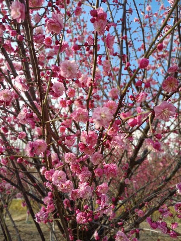 1種花名叫“聖誕玫瑰”，零下15度也能開花，花朵美豔多姿