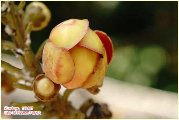 生活雜記:坡島散記08——流連忘返植物園 生活雜記:坡島散記08——流連忘返植物園