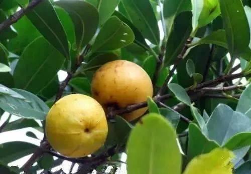 這八種被速生桉種植而將要消失的野果,快來看看,你吃過沒 這八種被速生桉種植而將要消失的野果,快來看看,你吃過沒