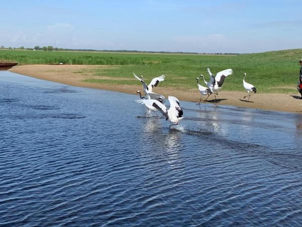 丹頂鶴，飛入神話的&OpenCurlyDoubleQuote;仙鳥&rdquo;&mdash;&mdash;「仙鶴的傳說」