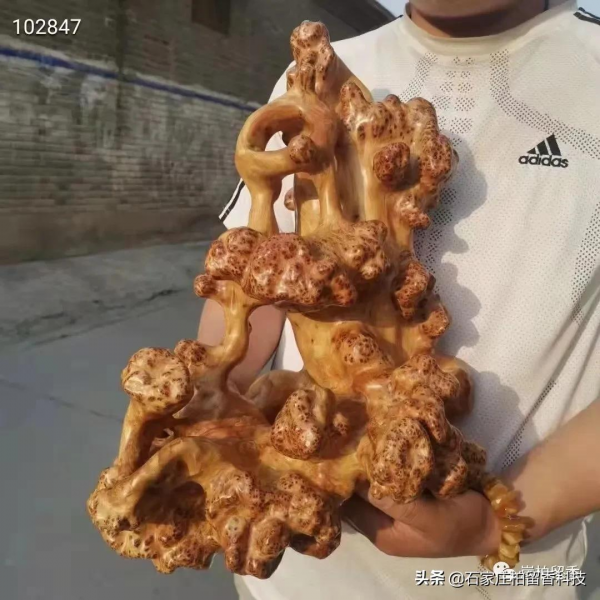 玩太行崖柏的真諦到底是什麼呢? 玩太行崖柏的真諦到底是什麼呢?