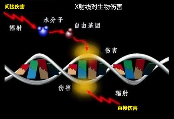 什麼是X射線，它是如何被發現的，對人類有多大影響？
