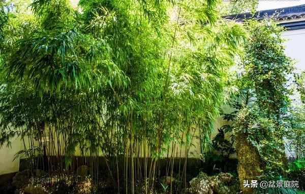 家有竹園，這才是極具風雅之事