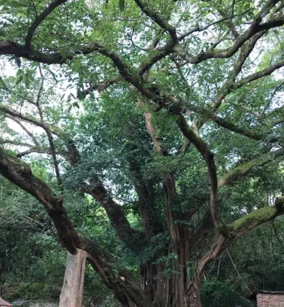 嘉靖年間，苗寨叛軍依天險對抗明軍，不想被&OpenCurlyDoubleQuote;天降神兵&rdquo;一舉擊敗