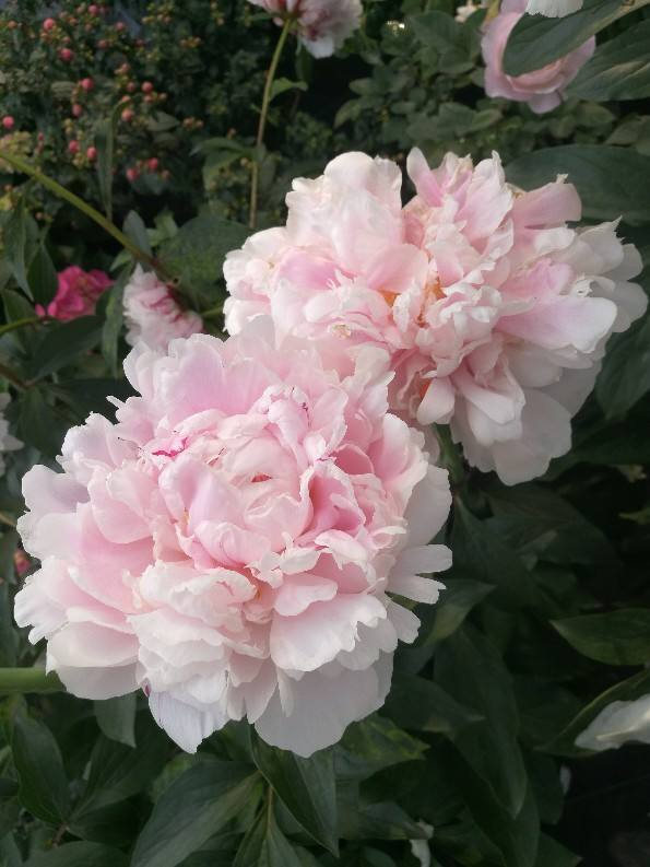 好心請鄰居來做客，卻說我的花不吉利，真氣人