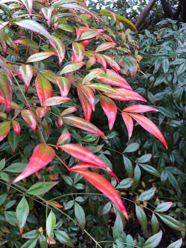 太極拳的雙重探析、及糾正方法