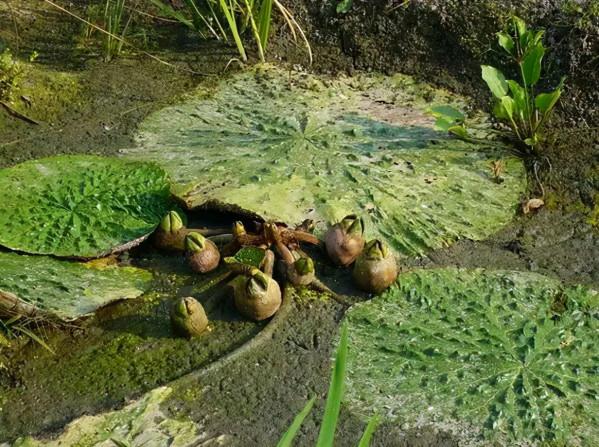 雞頭米真的可以祛除溼氣、調理脾胃嗎？來了解下雞頭米的3個作用