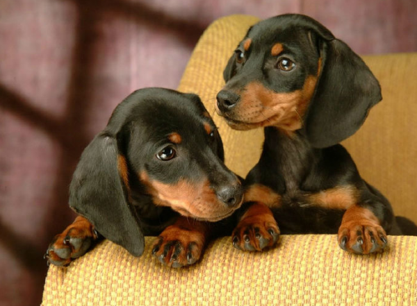 臘腸犬有“淚痕”怎麼辦？