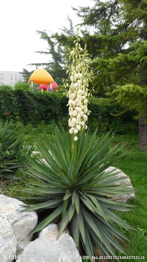 居家優雅的綠植（二）