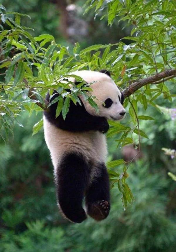 分享—大熊貓
