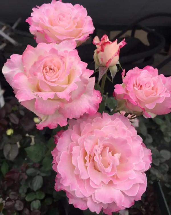 關於熾天使、路西法、絆、艾帕索的選擇題 關於熾天使、路西法、絆、艾帕索的選擇題