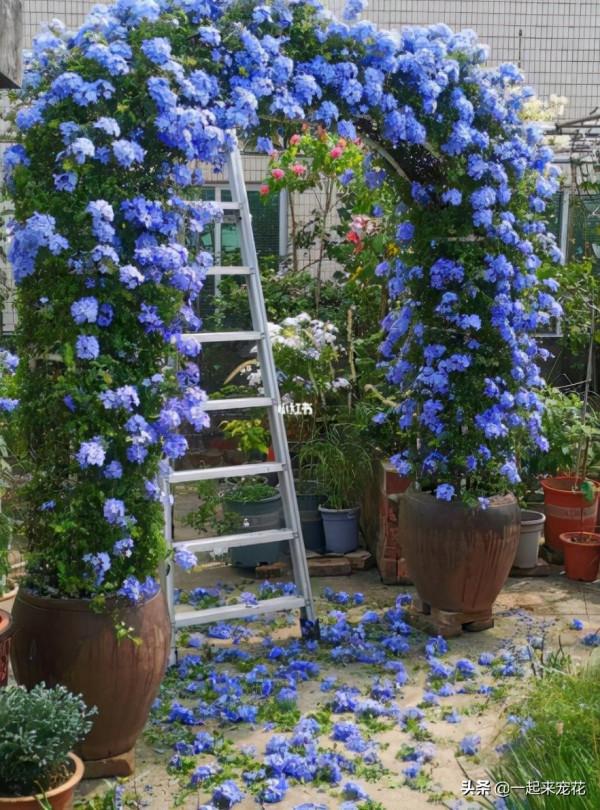 這些花12月要冬眠了，少澆水多曬曬更健壯，安全過冬來年爆盆