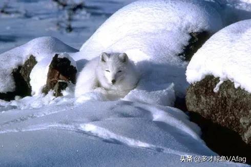 藍眸白狐國家一級保護動物