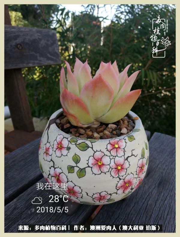 多肉變胖純屬正常,我的變胖卻是工傷 多肉變胖純屬正常,我的變胖卻是工傷