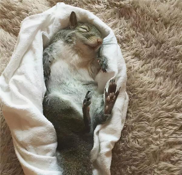 小松鼠說找到新窩啦 小松鼠說找到新窩啦