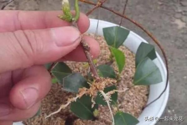 4種花別再花錢買，給鄰居討個枝插土裡，20天就能長出大白根