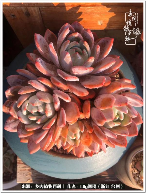 多肉是一個人的狂歡，小城多肉花壇準備出道啦