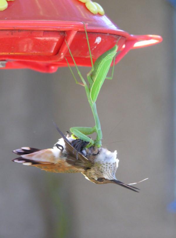 神奇大自然-奇妙動物照片 2 神奇大自然-奇妙動物照片 2