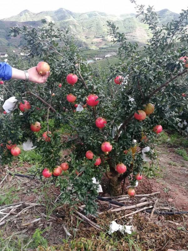 旅遊各地隱藏美食大涼山篇，吉克雋逸的家鄉都有哪些好吃的