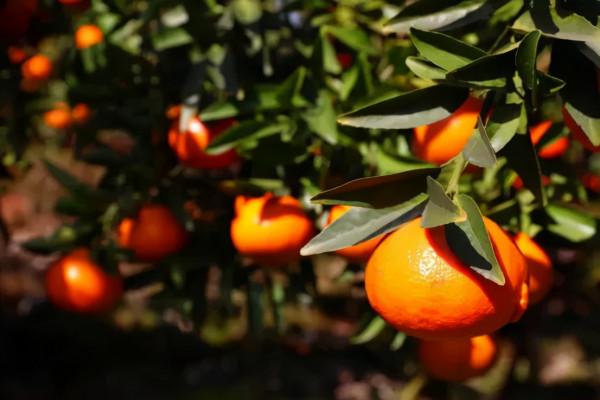 海歸女農場主獨創玫瑰柑,年產60多萬斤賣到脫銷 海歸女農場主獨創玫瑰柑,年產60多萬斤賣到脫銷