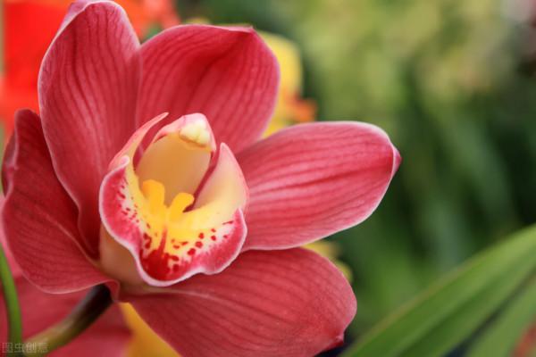 7月，這些花草開始“坐胎”，能不能變“孕婦”，養護很關鍵
