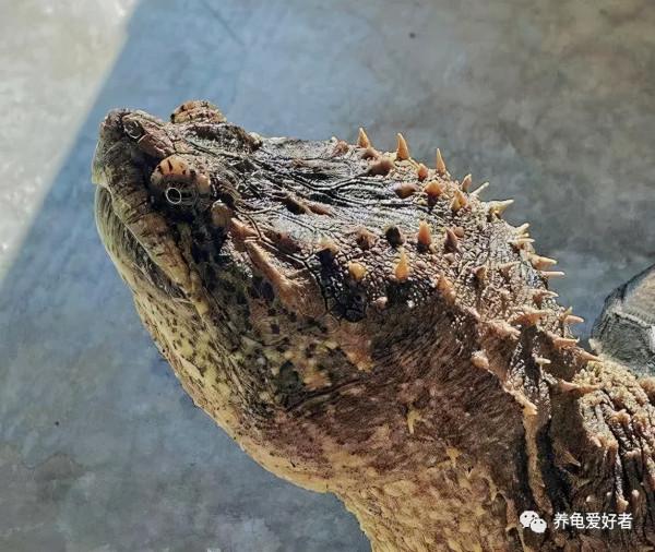 每次都有定期換水，可是我的龜依然還是各種面板問題？