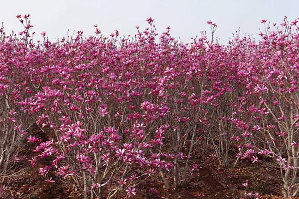 北美玉蘭安妮三季開花，進口玉蘭新品種灌木玉蘭花