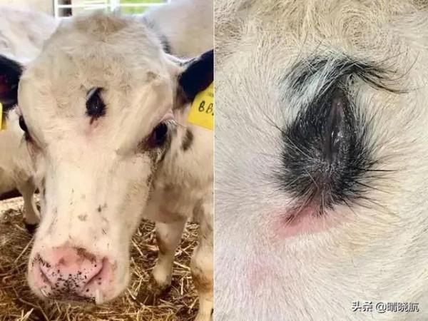 21張活久未見的罕見照片，大自然有時很殘酷，網友直呼長見識了