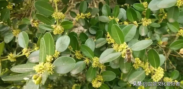 黃楊開花有“三不利” 黃楊開花有“三不利”