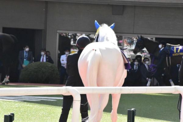 福瑞控是吧?從貓咪到賽馬蘇妲己,人類的XP系統到底有多自由 福瑞控是吧?從貓咪到賽馬蘇妲己,人類的XP系統到底有多自由