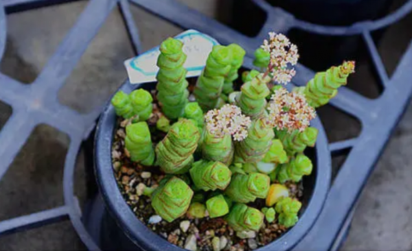 名字和錢有關的5種盆栽，放室內好看好養，帶來好運氣好寓意