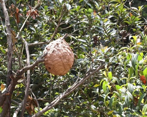 虎了吧唧的小&OpenCurlyDoubleQuote;虎子&rdquo;們